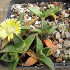 Nananthus transvaalensis