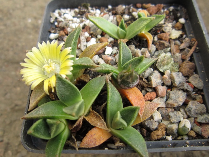 Nananthus transvaalensis