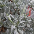 Oscularia deltoides