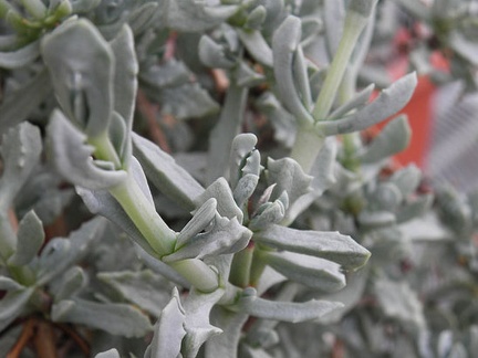 Oscularia deltoides