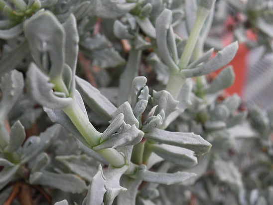 Oscularia deltoides