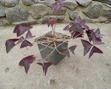 Oxalis regnelli