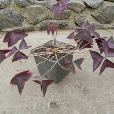 Oxalis regnelli