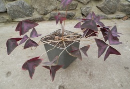 Oxalis regnelli