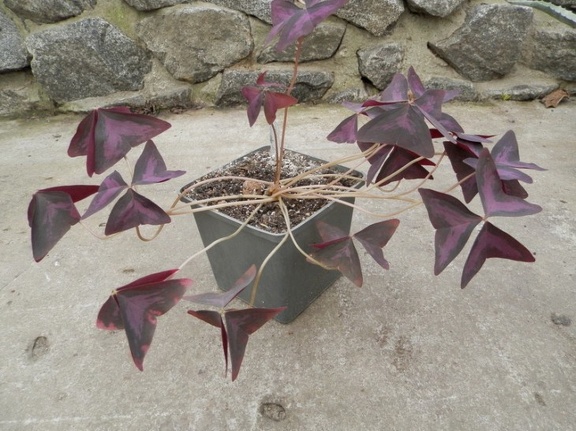 Oxalis regnelli