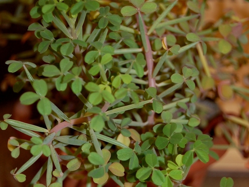 Oxalis succulenta