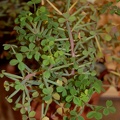Oxalis succulenta