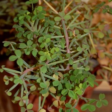 Oxalis succulenta