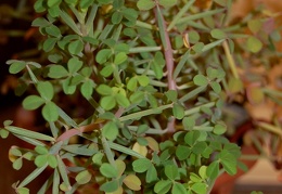 Oxalis succulenta