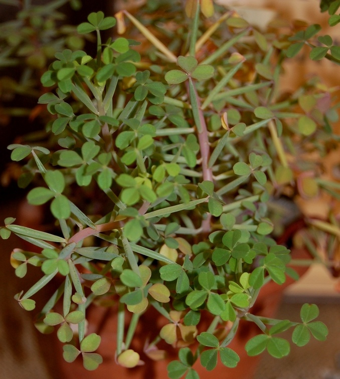 Oxalis succulenta