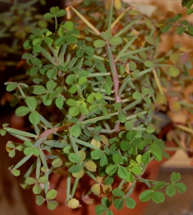 Oxalis succulenta