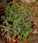Oxalis succulenta