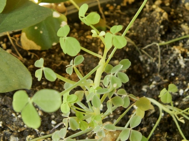 Oxalis succulenta1