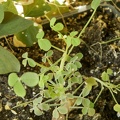 Oxalis succulenta1