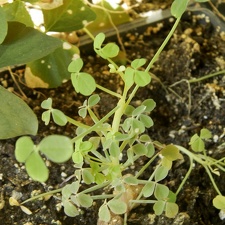Oxalis succulenta1