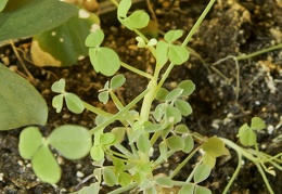 Oxalis succulenta1