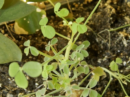 Oxalis succulenta1