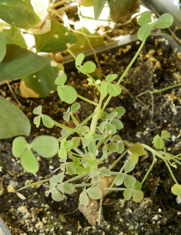 Oxalis succulenta1