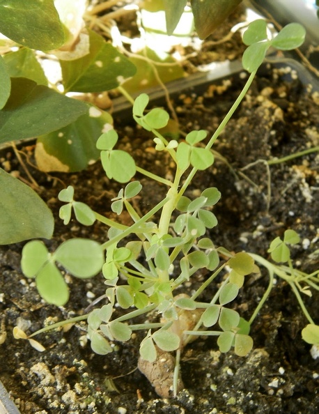 Oxalis_succulenta1.JPG