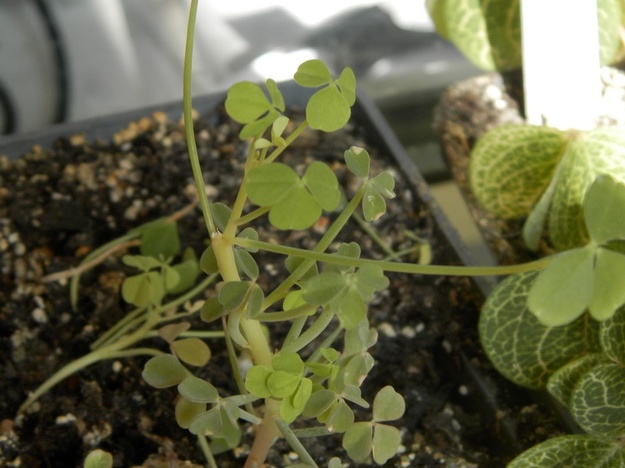 Oxalis succulenta 001