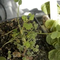 Oxalis succulenta 001