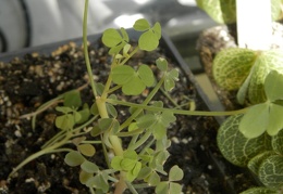 Oxalis succulenta 001