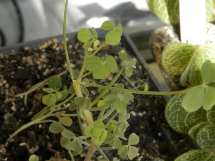 Oxalis succulenta 001