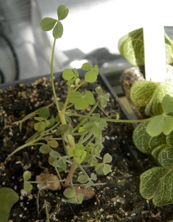 Oxalis succulenta 001