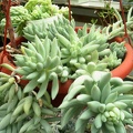 Pachysedum sp.