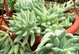 Pachysedum sp.