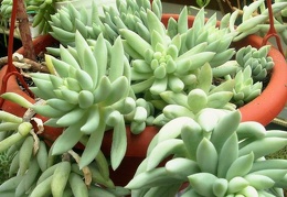 Pachysedum sp.