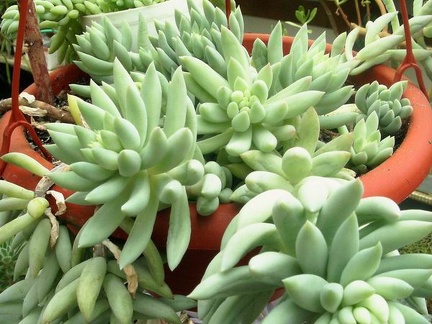 Pachysedum sp.