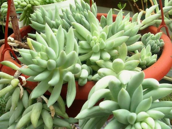 Pachysedum sp.