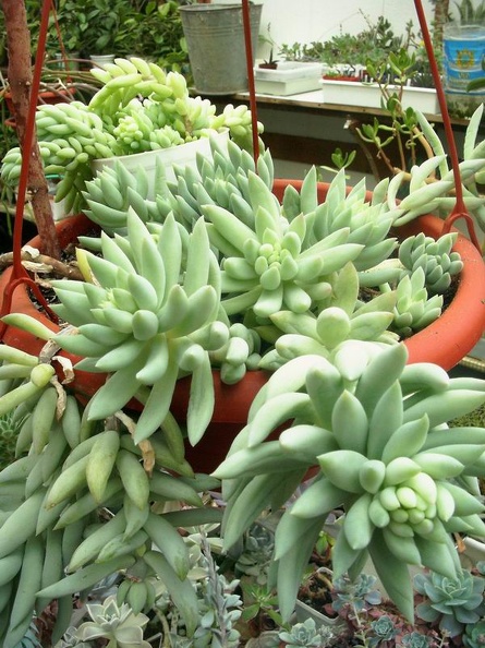 sedum_morganianum-b.jpg