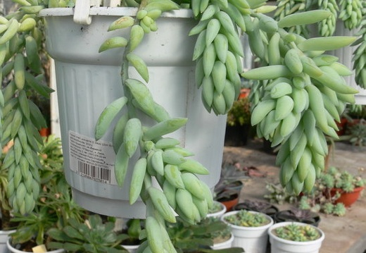 xPachysedum sp