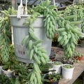 xPachysedum_sp.JPG