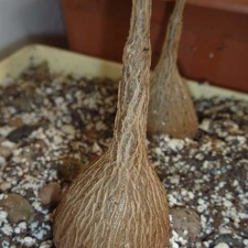 Petopentia natalensis Archis