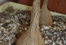 Petopentia natalensis Archis