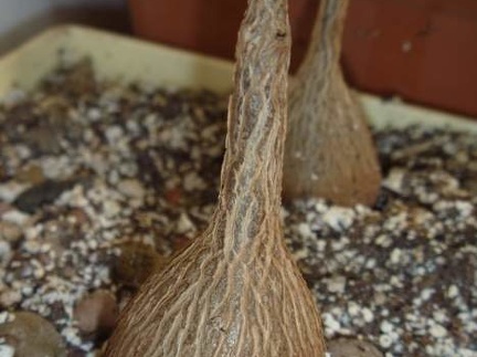 Petopentia natalensis Archis