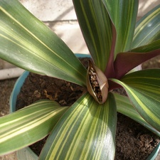 Rhoeo spathacea Iv