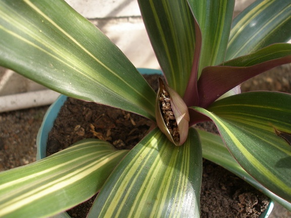 Rhoeo spathacea Iv