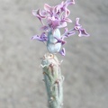 Senecio articulatus f  variegata