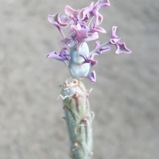 Senecio articulatus f  variegata