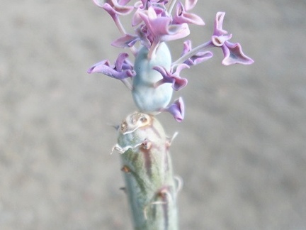 Senecio articulatus f  variegata