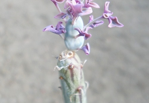Senecio articulatus f  variegata