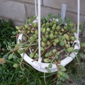 Senecio herreianus