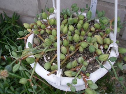 Senecio herreianus