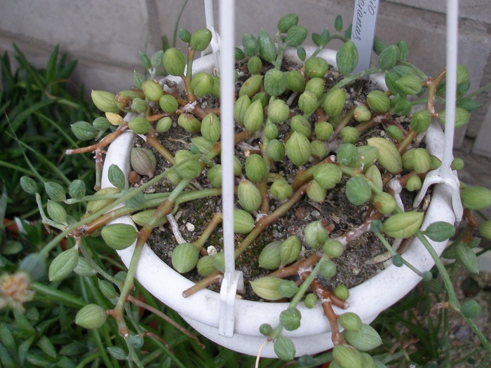 Senecio herreianus