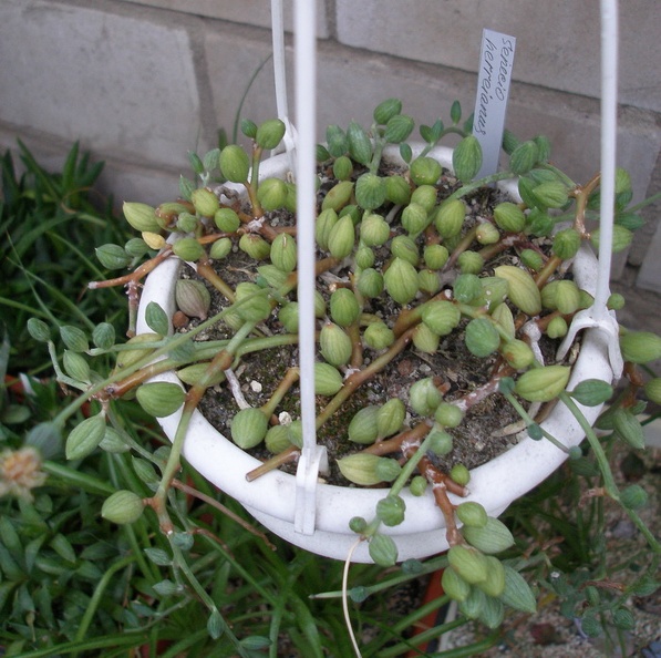 Senecio_herreianus.jpg