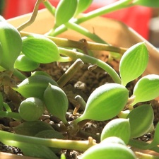 Senecio herreianus 001